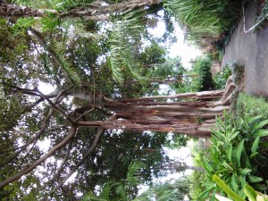It's a Ficus Macrophylia 'Lord Howe'          